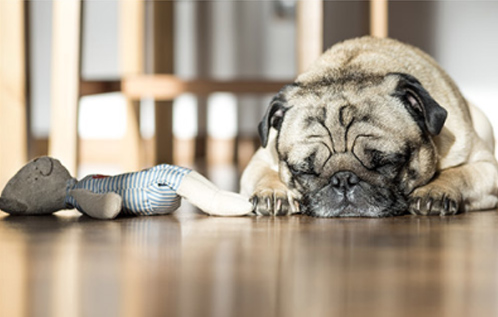 Jiaxing Gold Lion Decoration Material Co.,ltd.